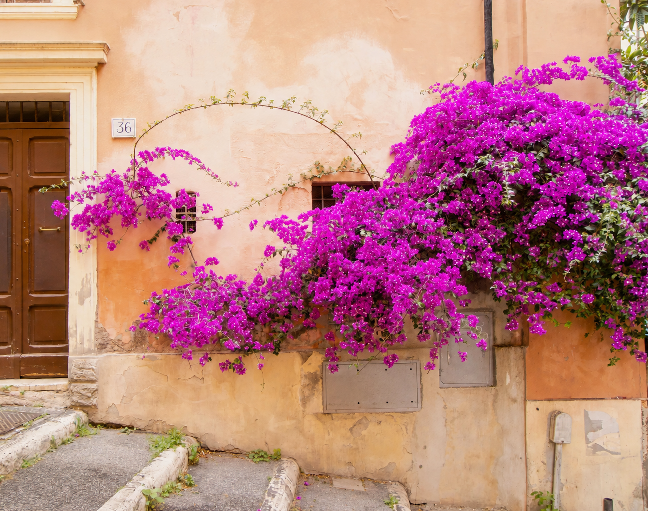 Mediterranean wall with bougainvillea